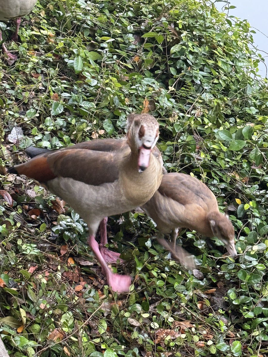 Egyptian Goose - ML627728653