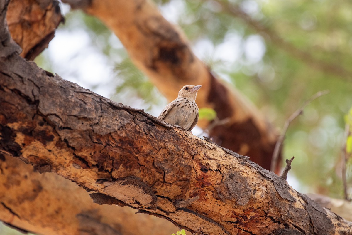 Burmese Bushlark - ML627728877