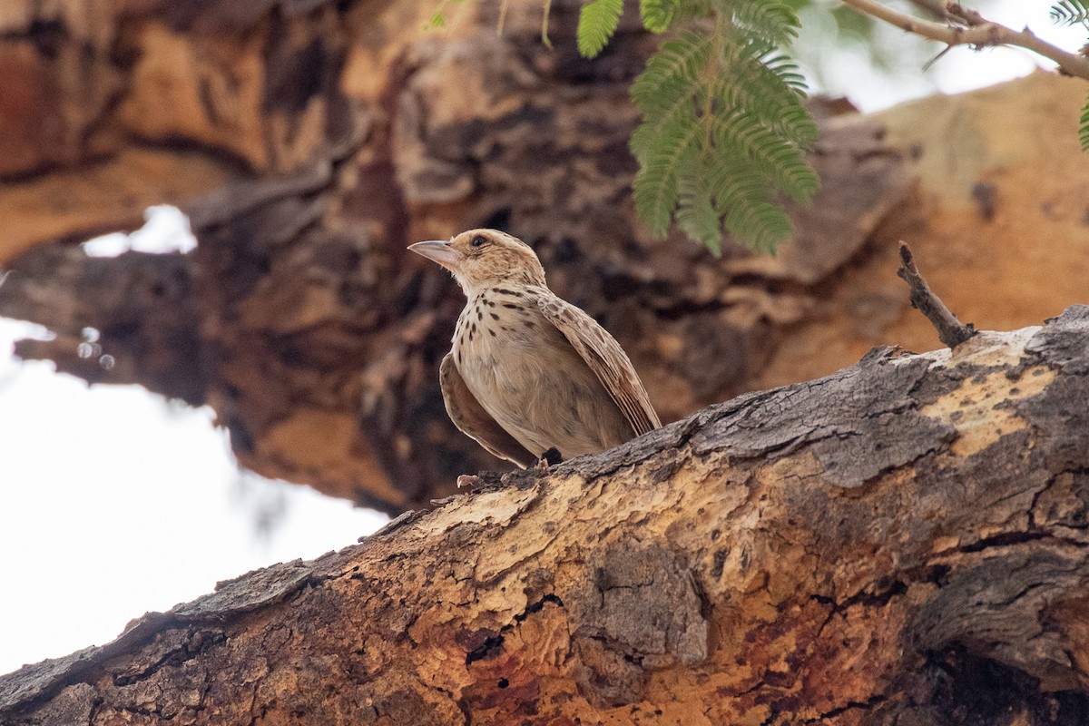 Burmese Bushlark - ML627728878