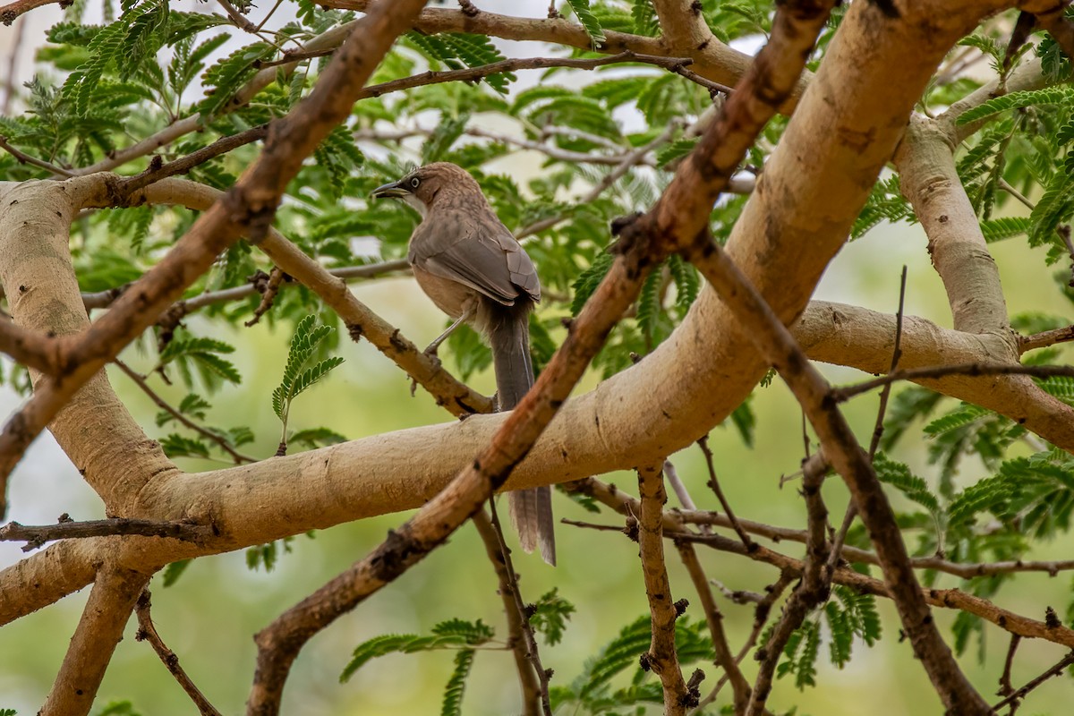White-throated Babbler - ML627729053