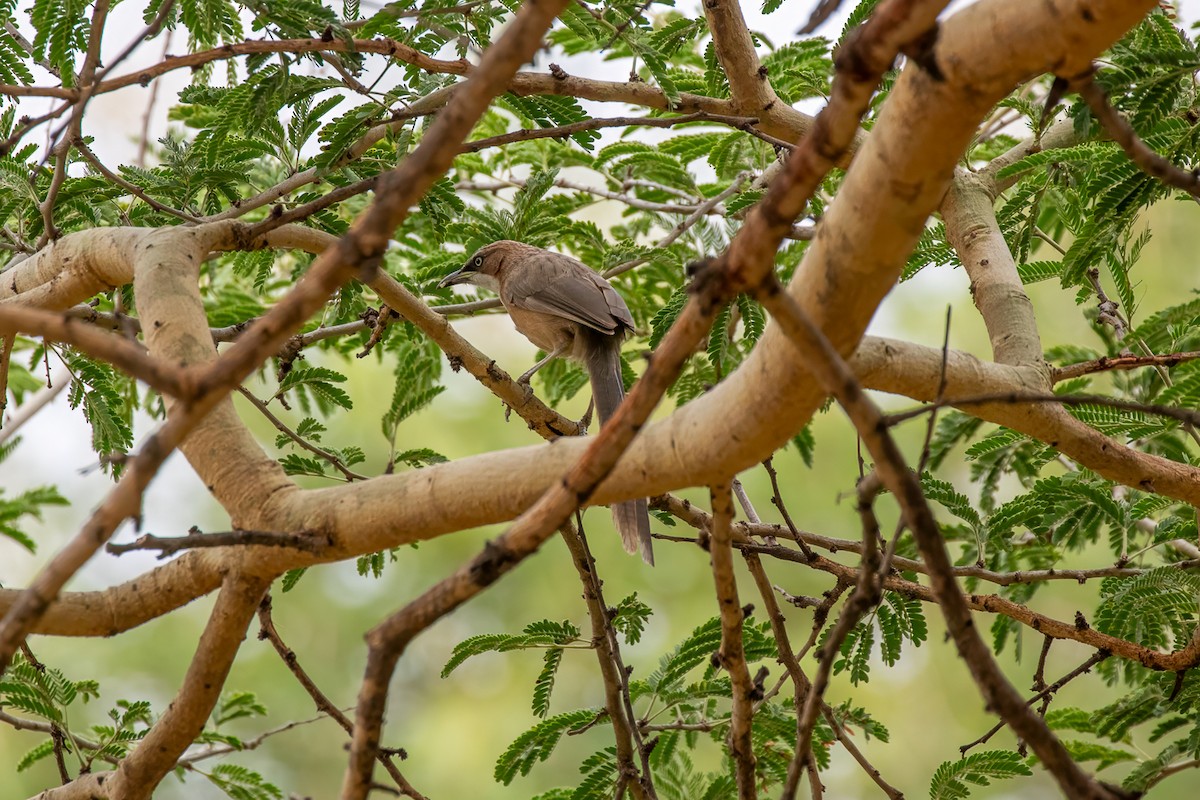 White-throated Babbler - ML627729054