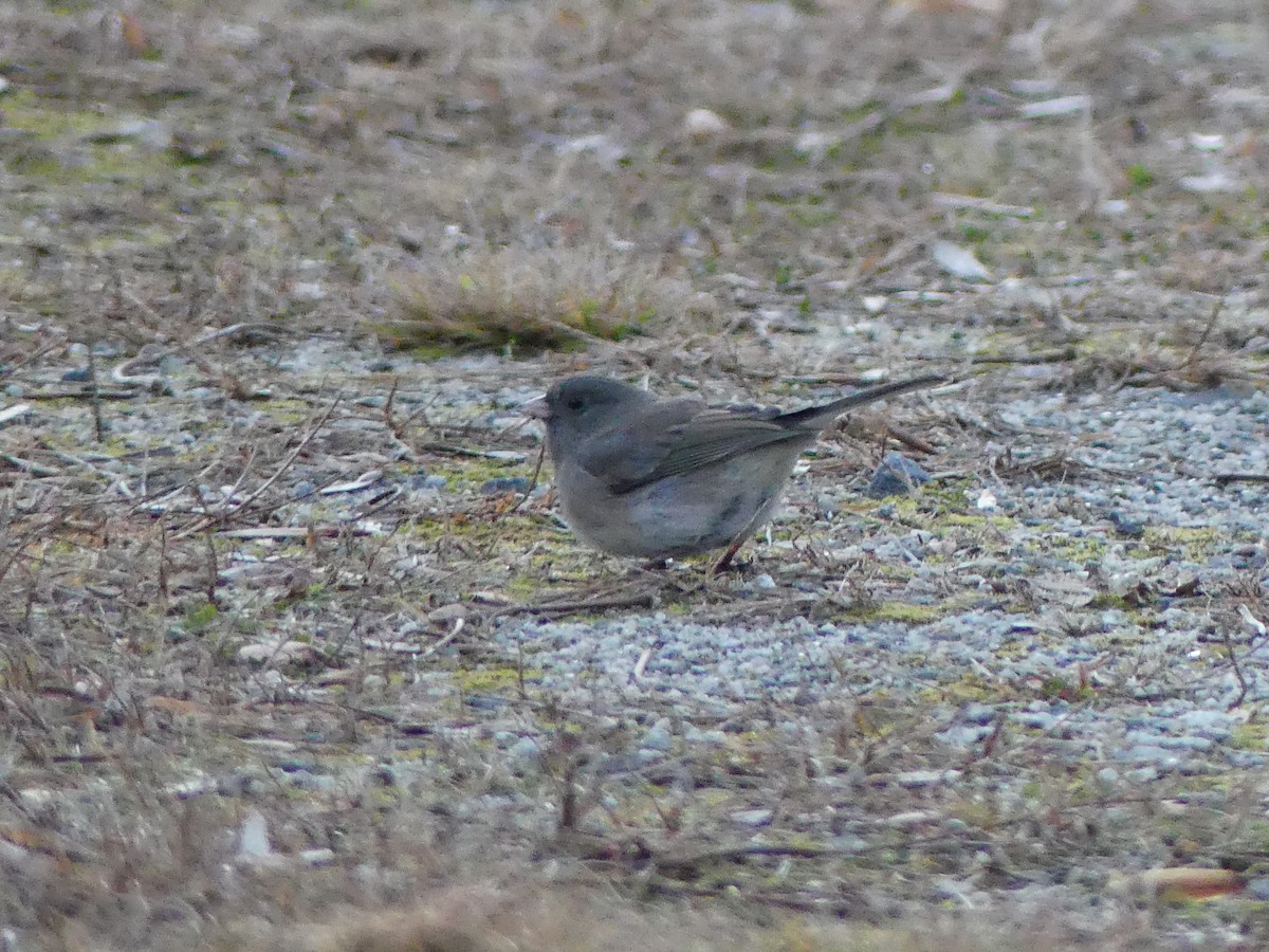 Dark-eyed Junco - ML627729056