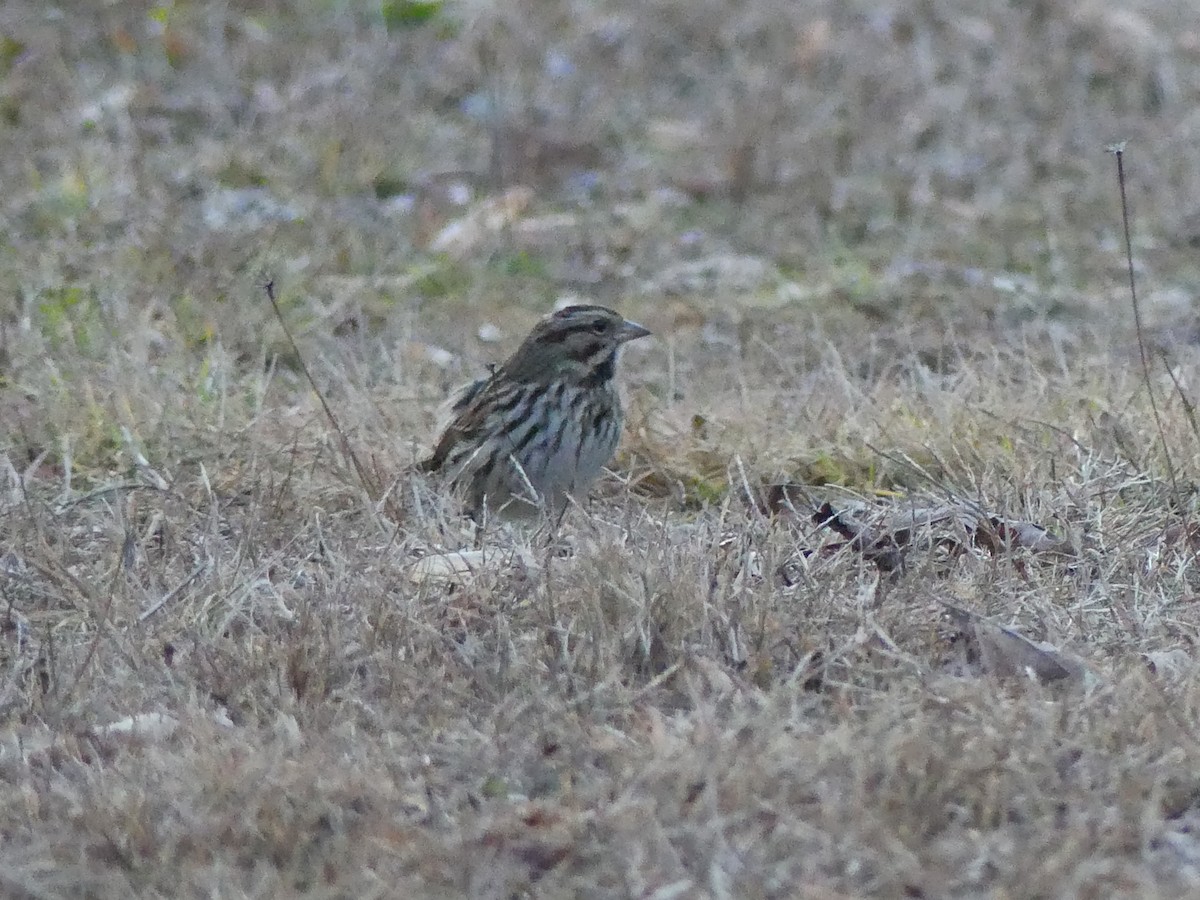 Song Sparrow - ML627729058