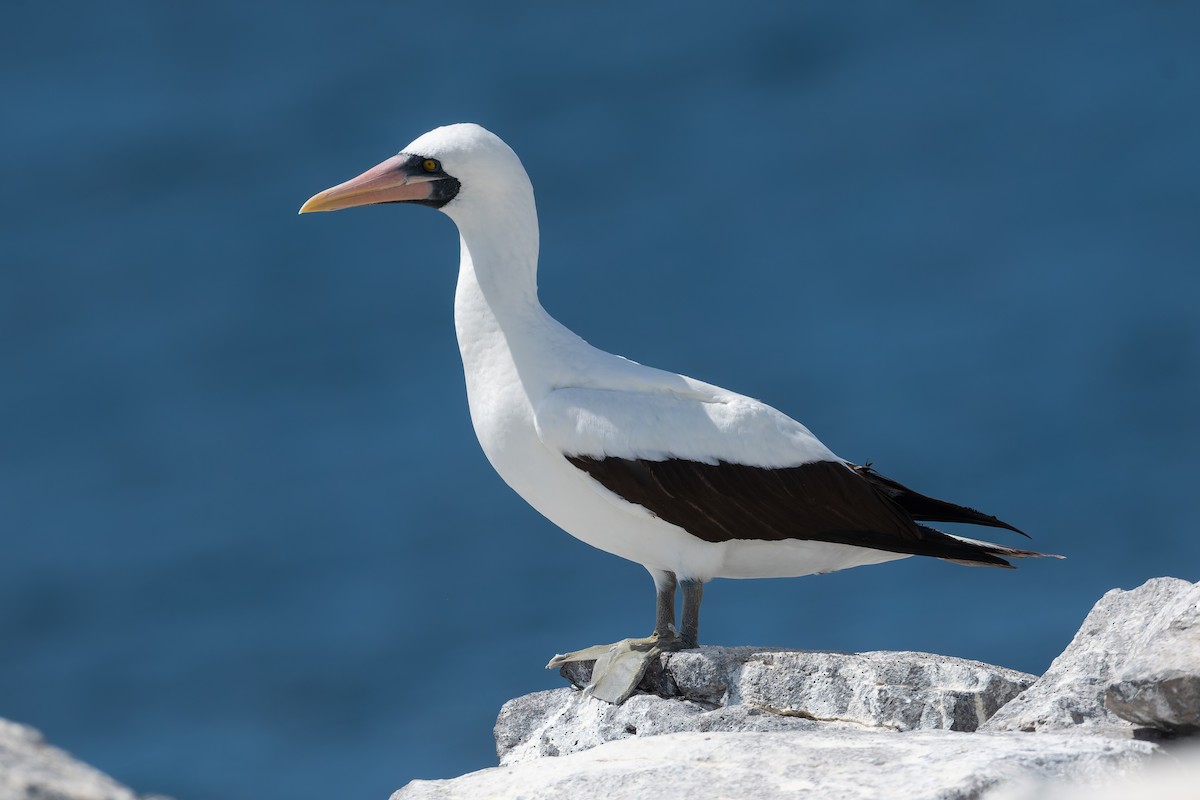 Nazca Booby - ML627729226