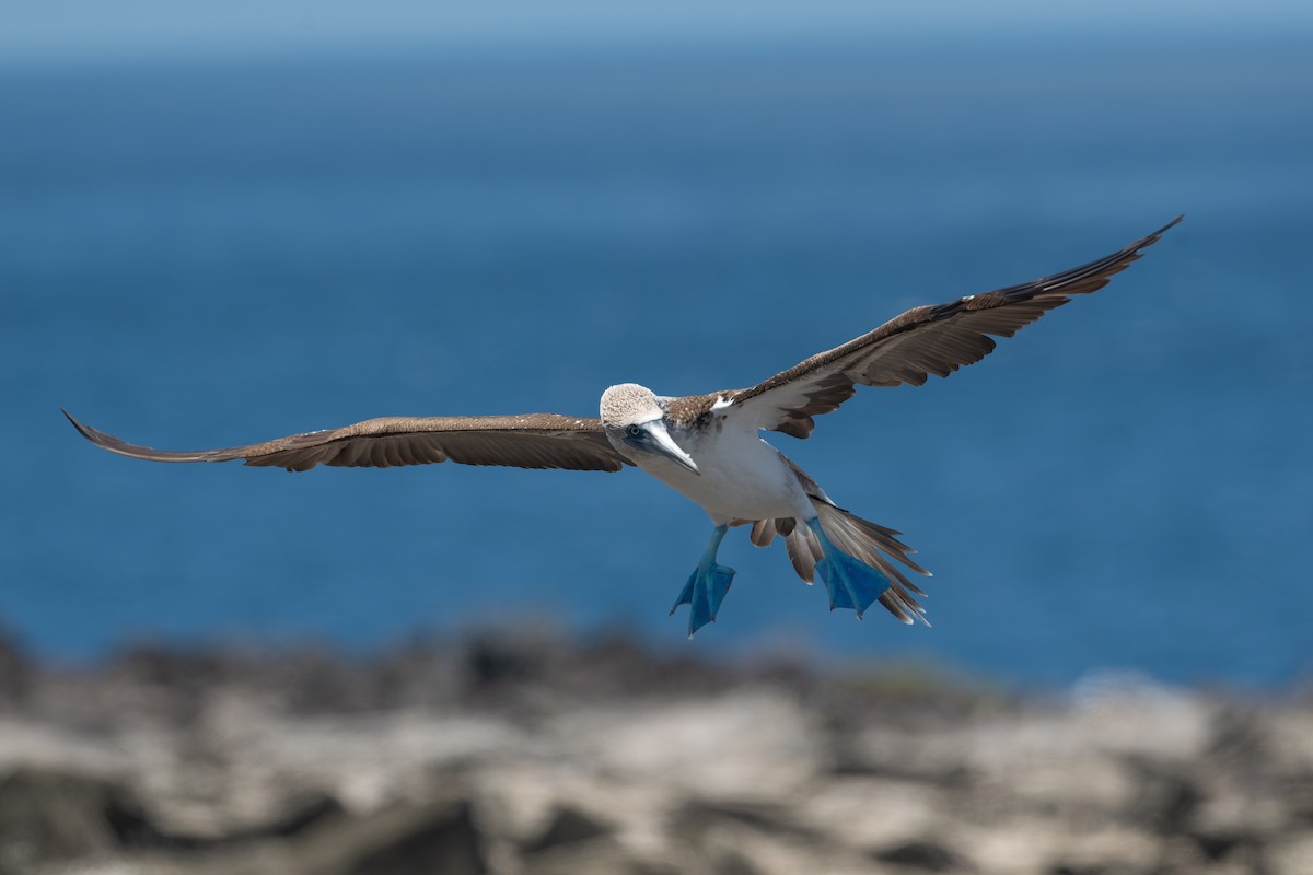 Blue-footed Booby - ML627729252