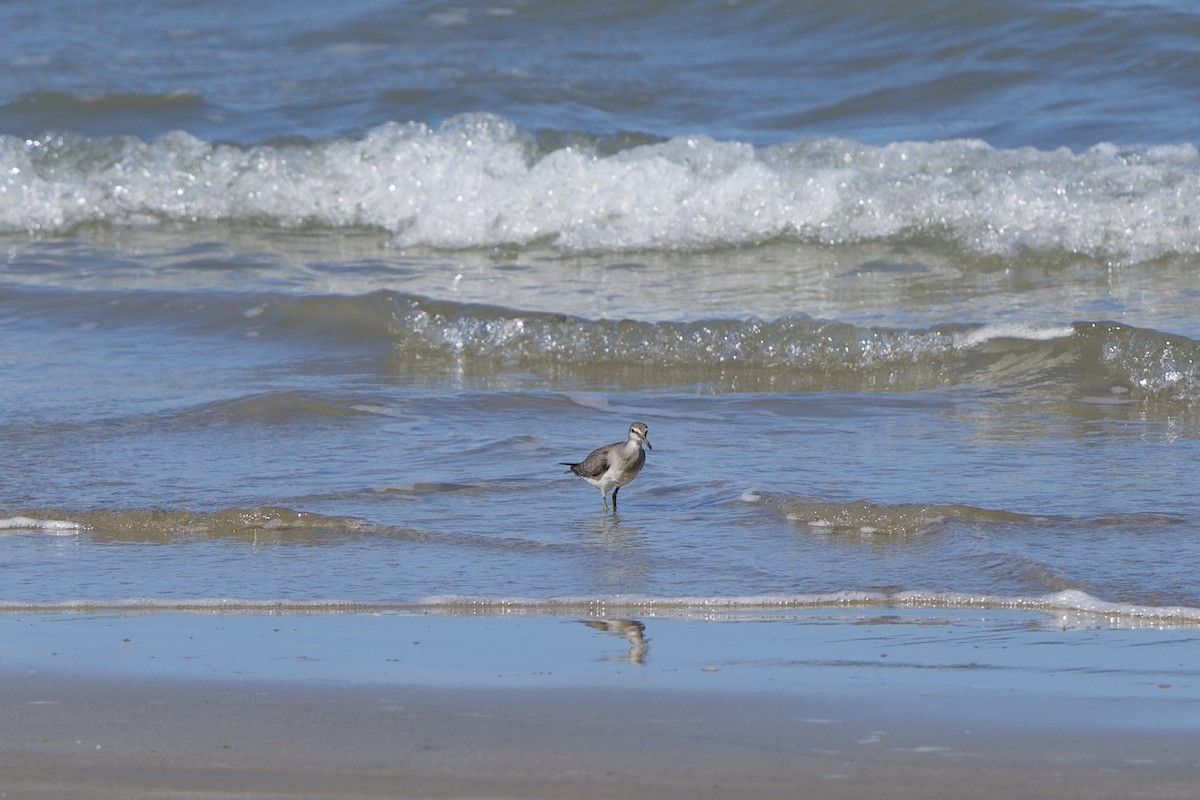 Gray-tailed Tattler - ML627729281