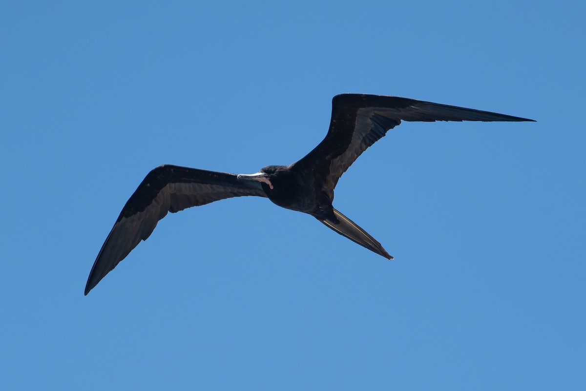 Magnificent Frigatebird - ML627729292