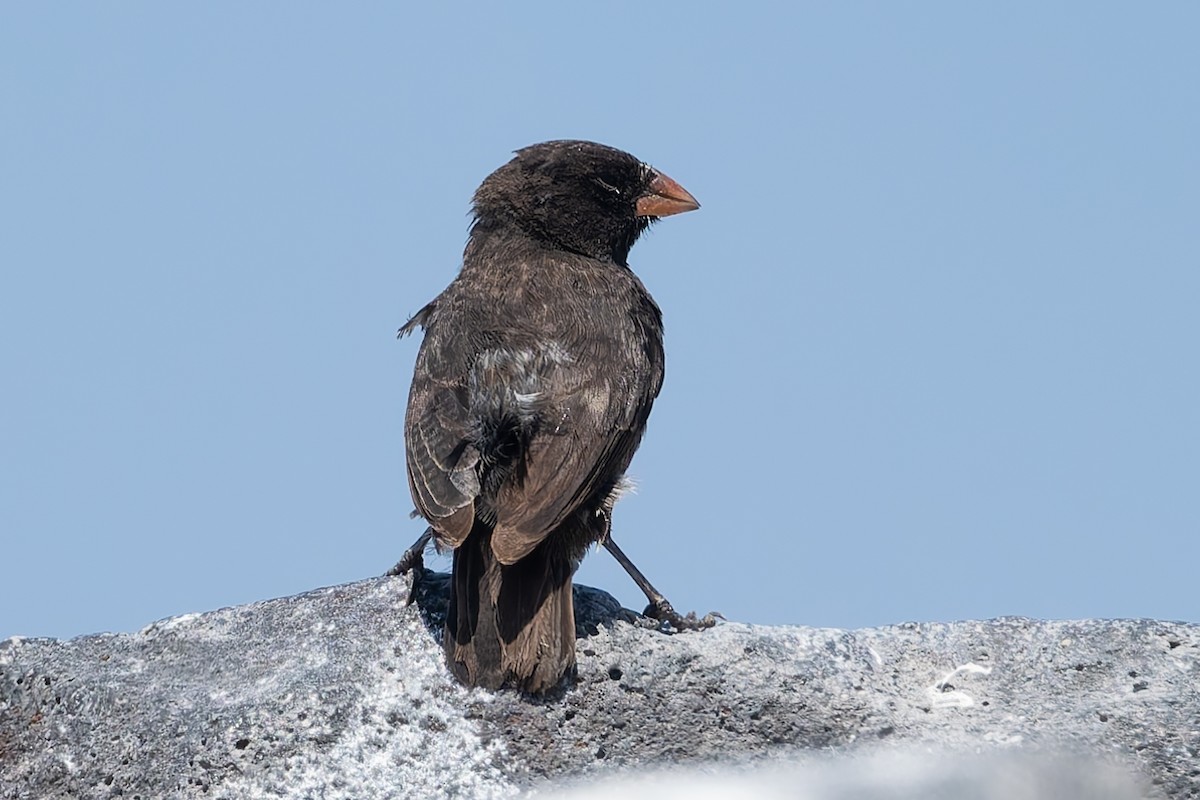 Small Ground-Finch - ML627729306