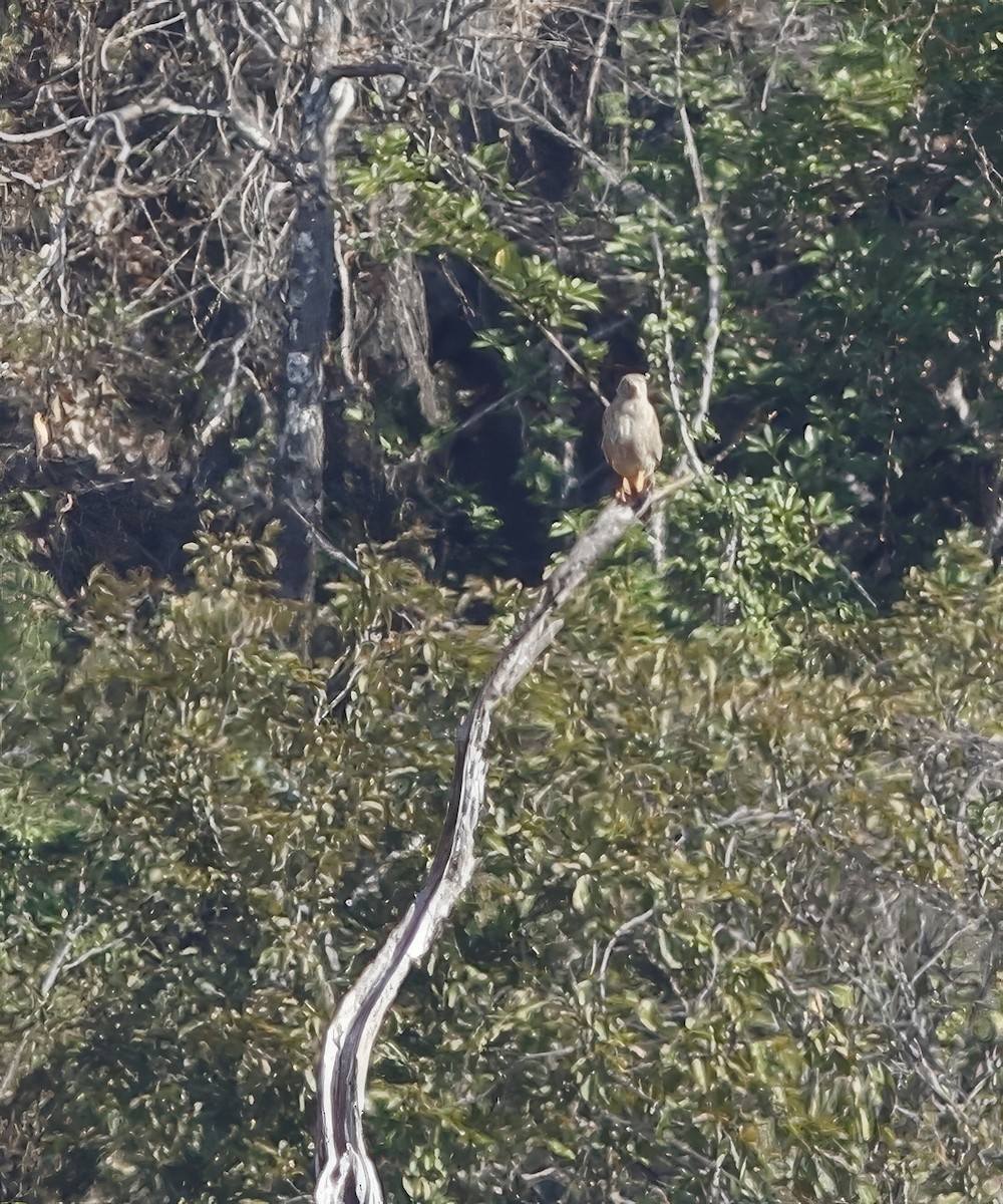 Rufous-winged Buzzard - ML627729325