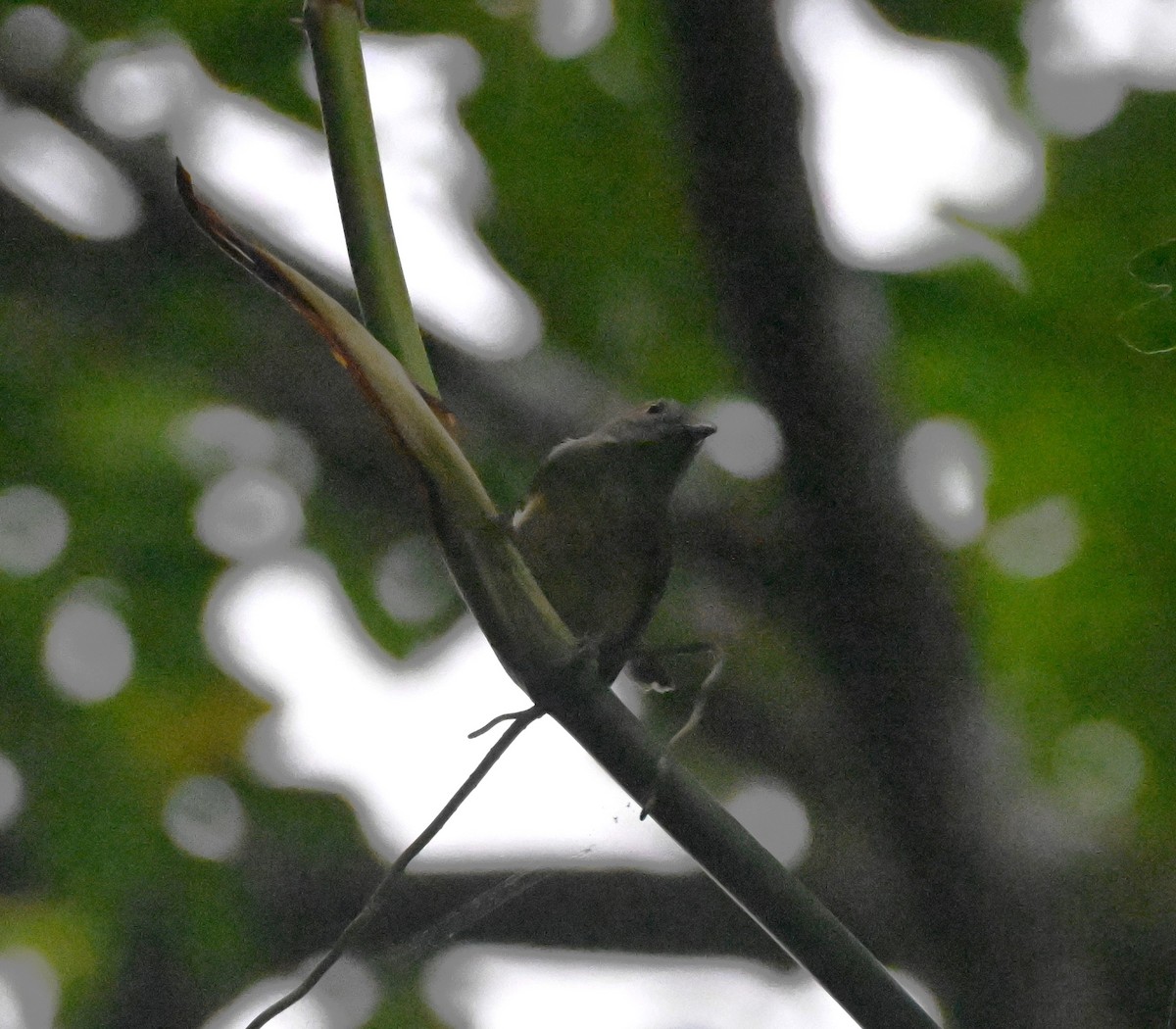 Blue Mountain Vireo - ML627729327