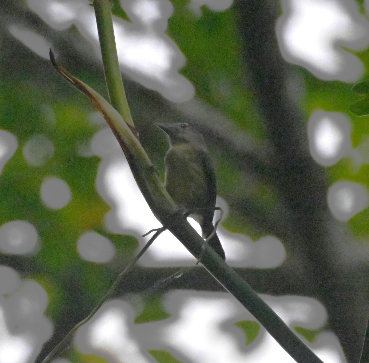 Blue Mountain Vireo - ML627729337