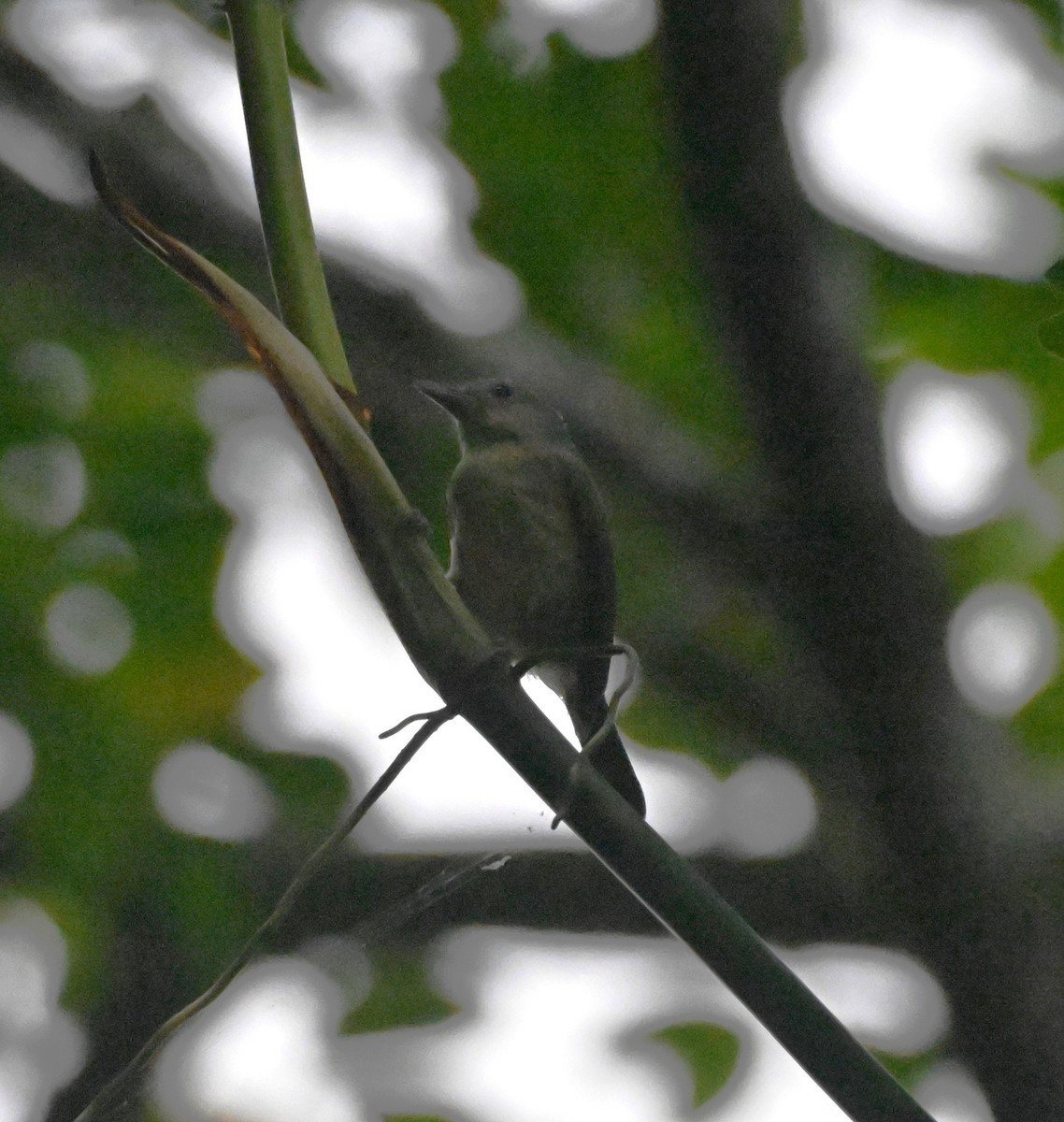 Blue Mountain Vireo - ML627729345