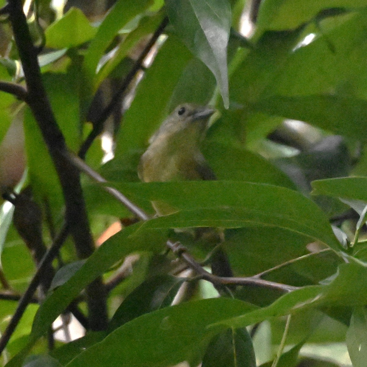 Blue Mountain Vireo - ML627729352