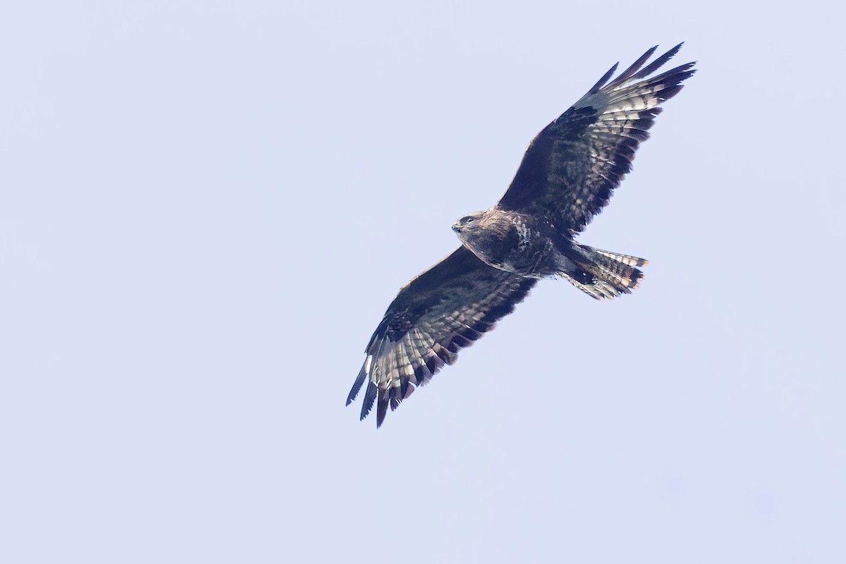 Mäusebussard (vulpinus/menetriesi) - ML627729375