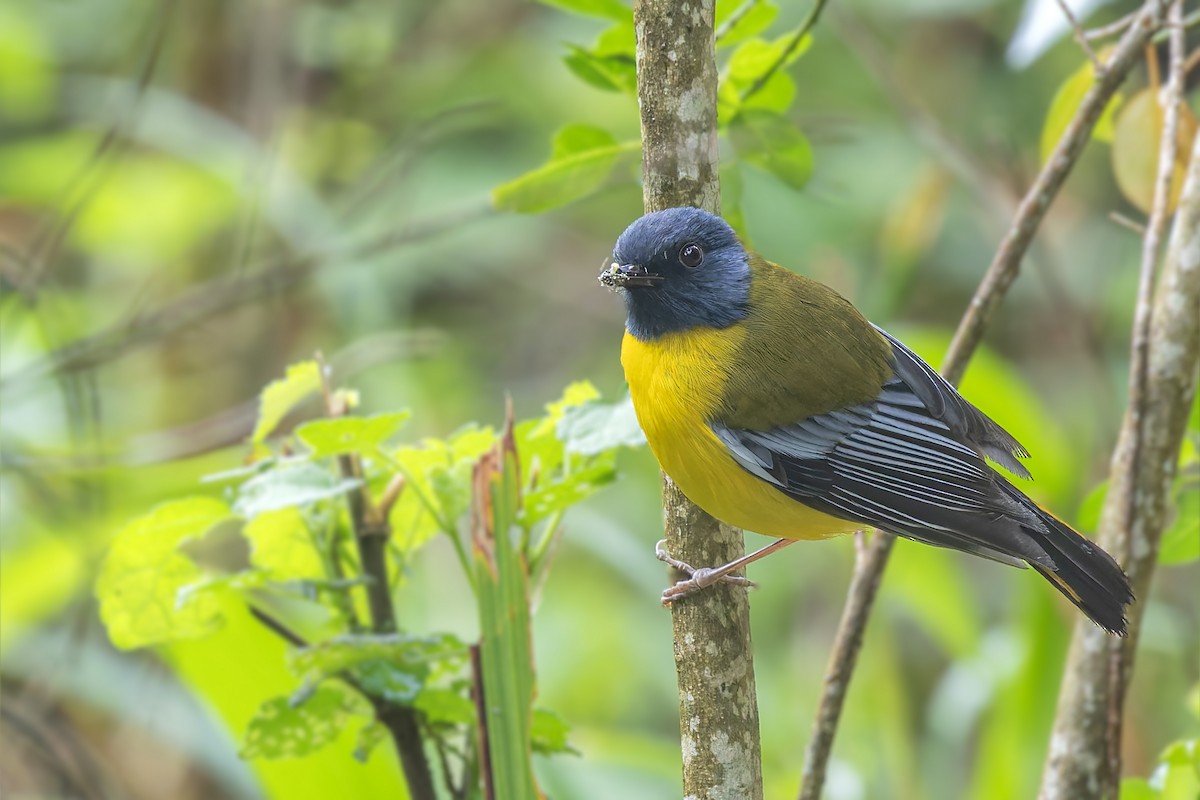 White-starred Robin - ML627729381