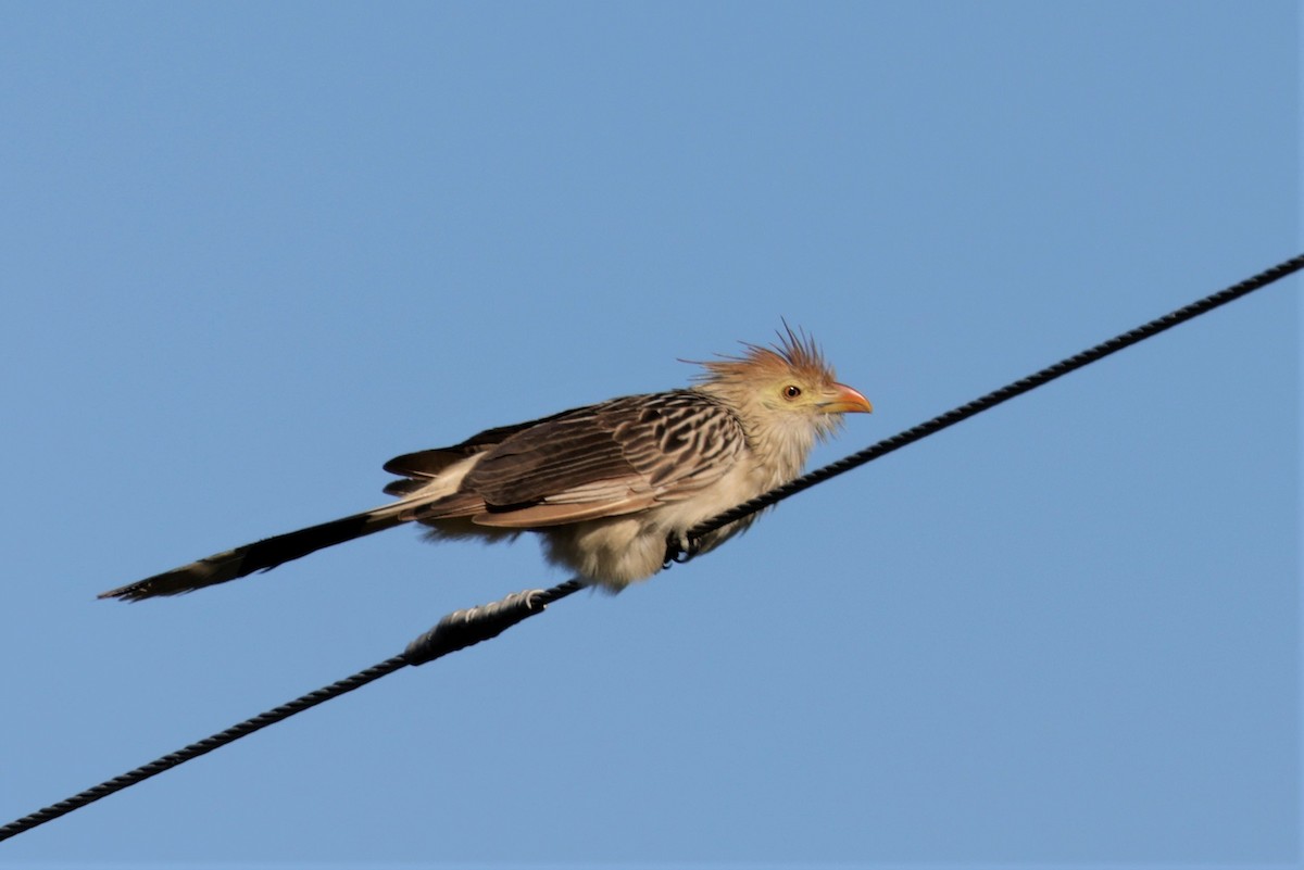 Guira Cuckoo - ML627729452