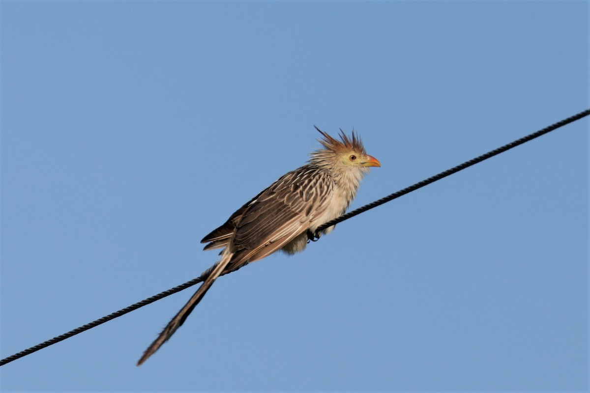 Guira Cuckoo - ML627729453