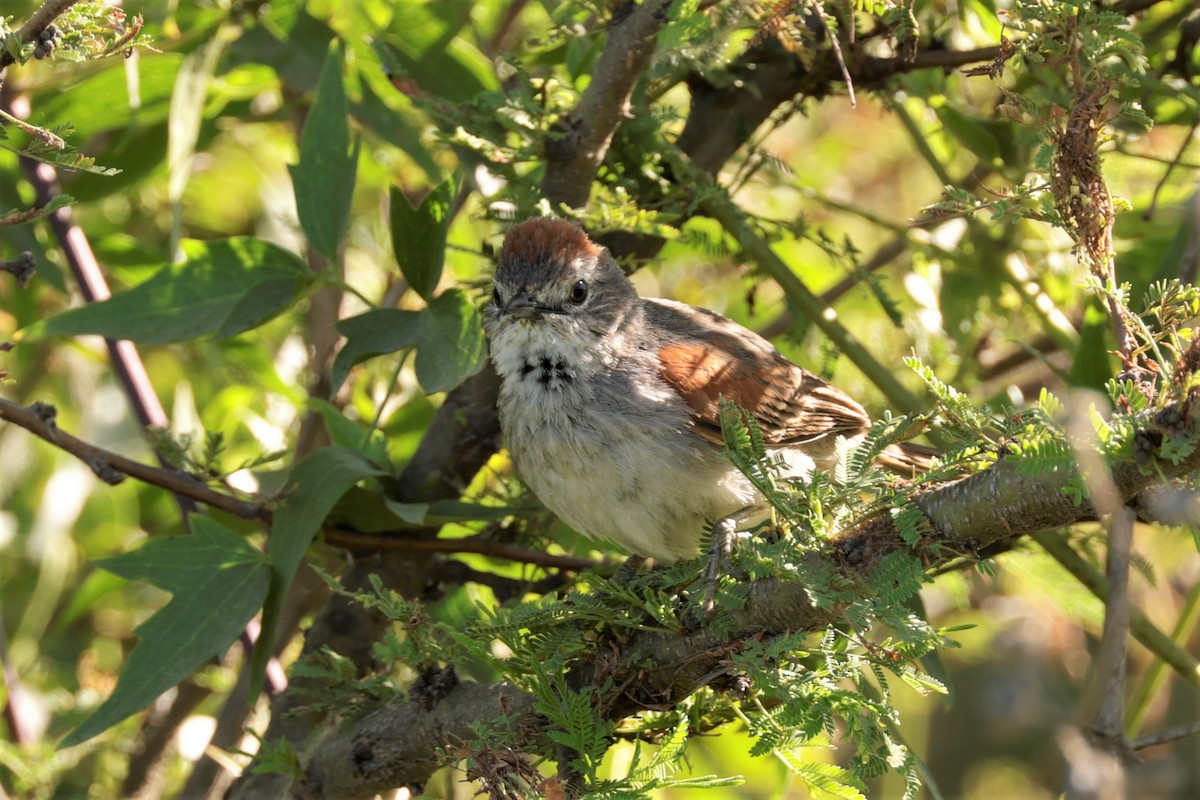 Pale-breasted Spinetail - ML627729466