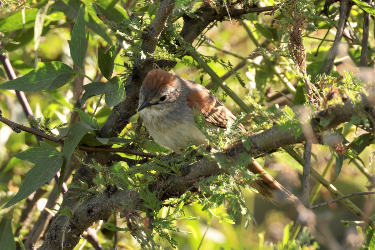 Pale-breasted Spinetail - ML627729468