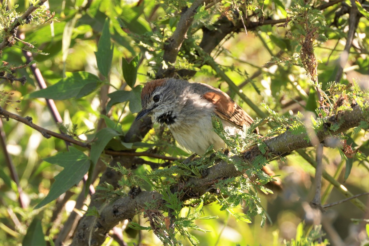 Pale-breasted Spinetail - ML627729469