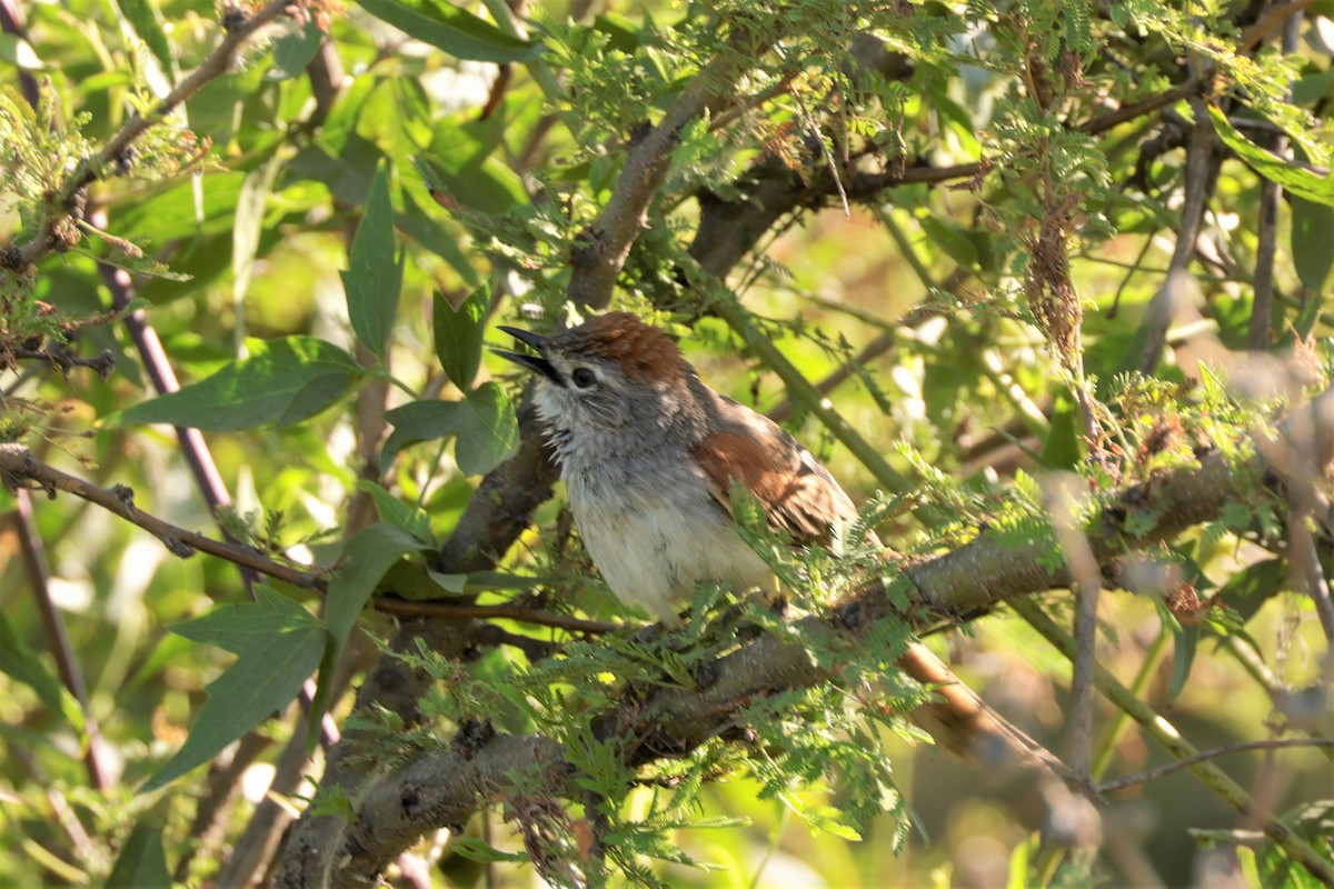 Pale-breasted Spinetail - ML627729470