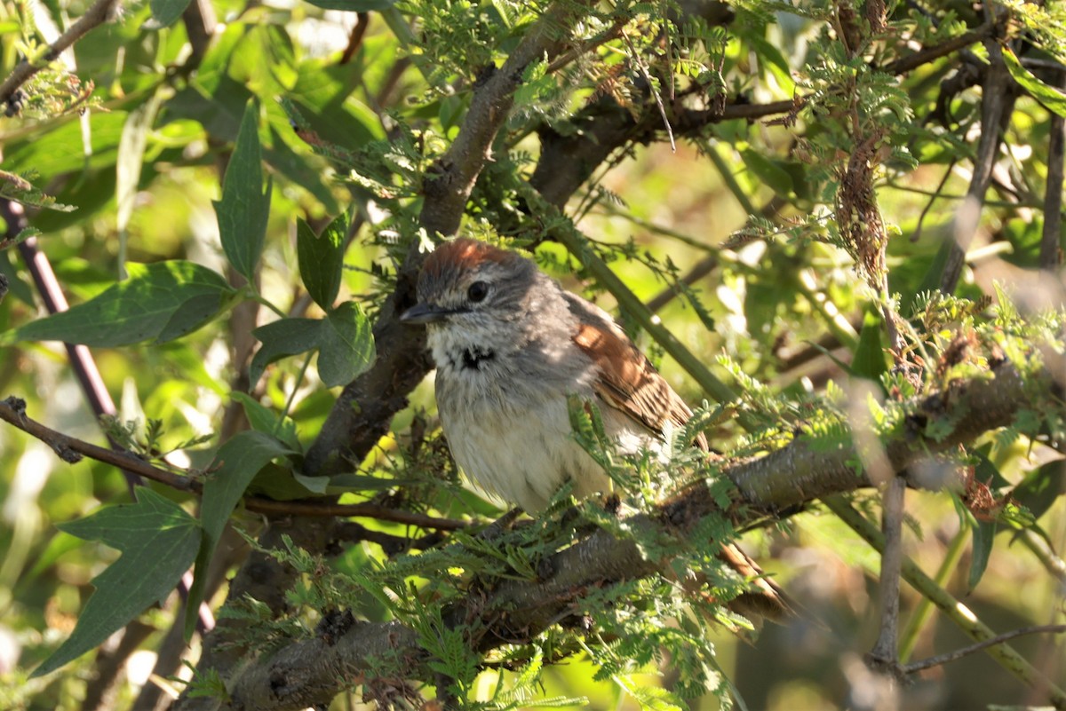 Pale-breasted Spinetail - ML627729471