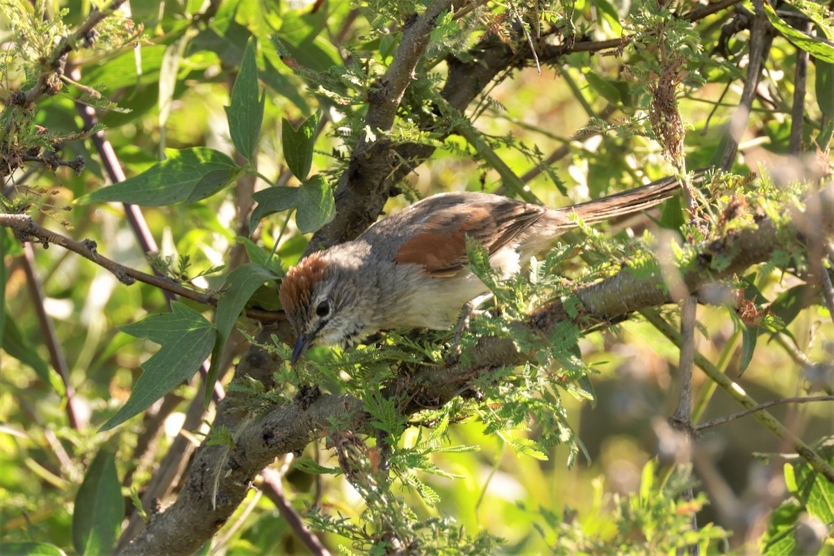 Pale-breasted Spinetail - ML627729472