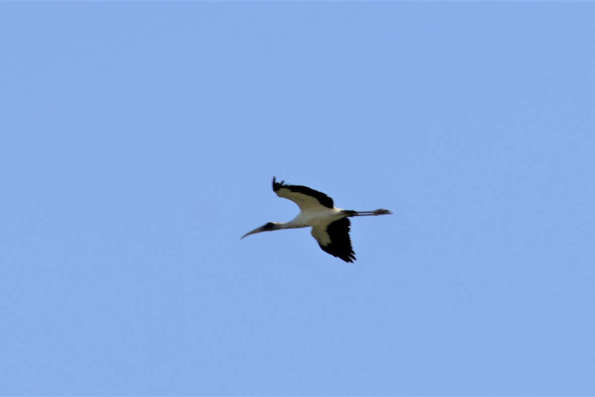 Wood Stork - ML627729492