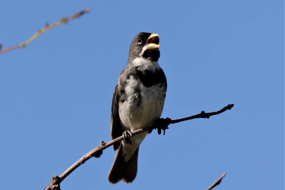 Double-collared Seedeater - ML627729499