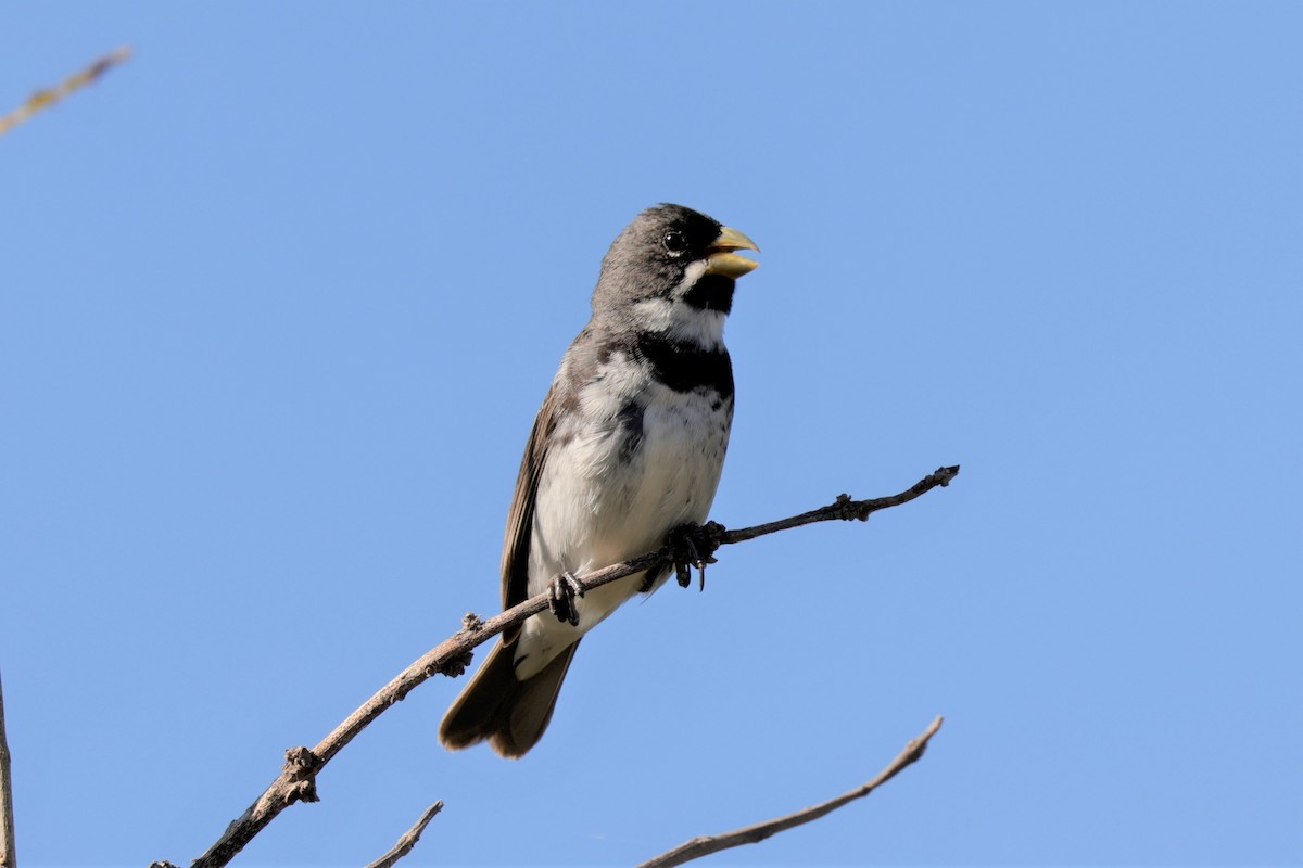 Double-collared Seedeater - ML627729500