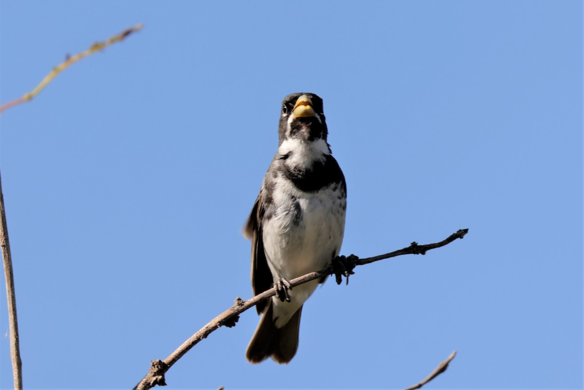 Double-collared Seedeater - ML627729501