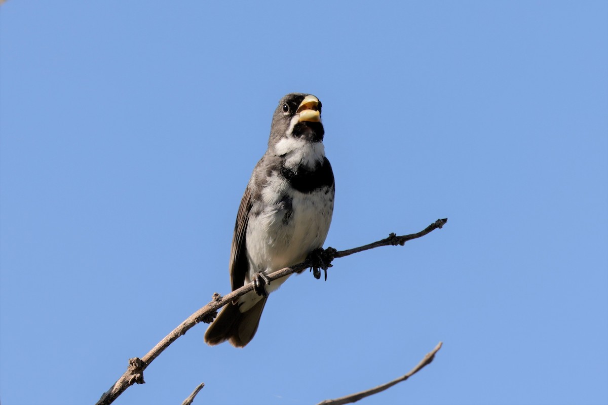 Double-collared Seedeater - ML627729502