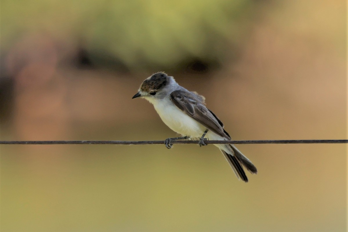 White-naped Xenopsaris - ML627729519