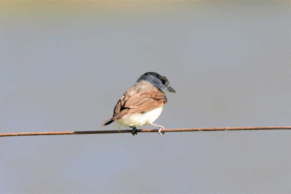 White-naped Xenopsaris - ML627729520