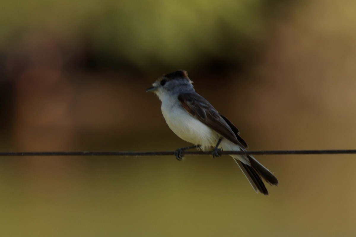 White-naped Xenopsaris - ML627729521