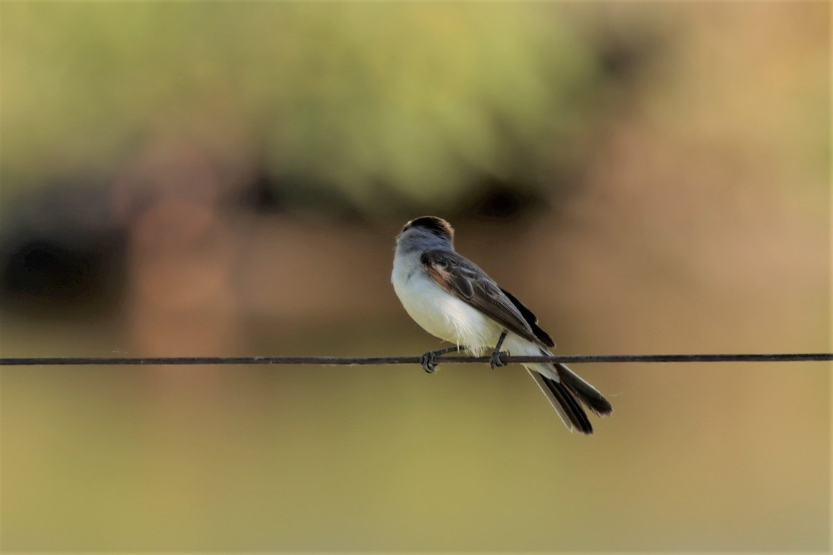 White-naped Xenopsaris - ML627729522