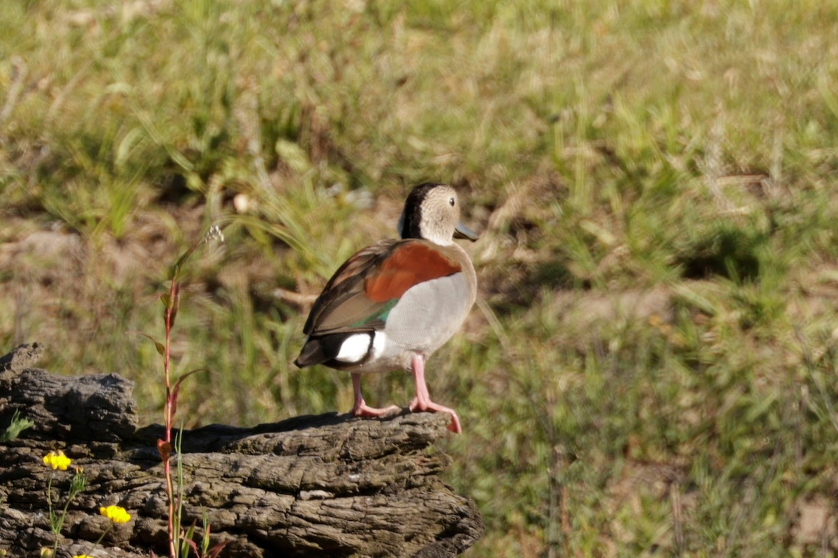 Ringed Teal - ML627729532