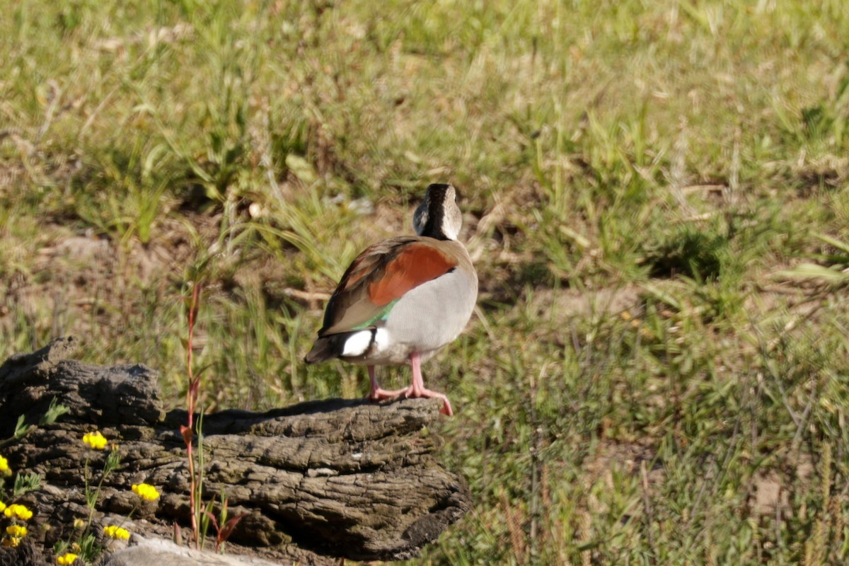 Ringed Teal - ML627729533