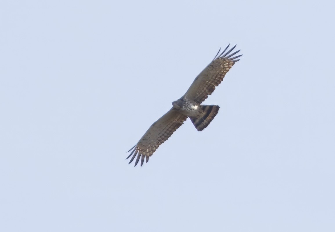 Oriental Honey-buzzard - Dave Curtis