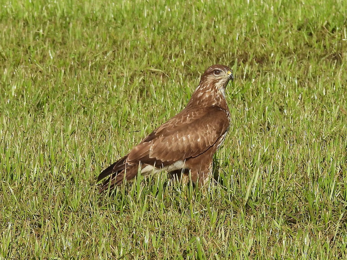 Common Buzzard - ML627729575