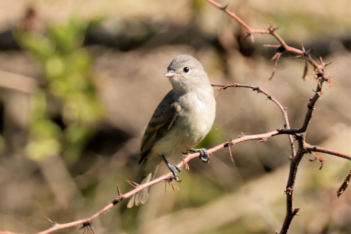 Southern Beardless-Tyrannulet - ML627729635