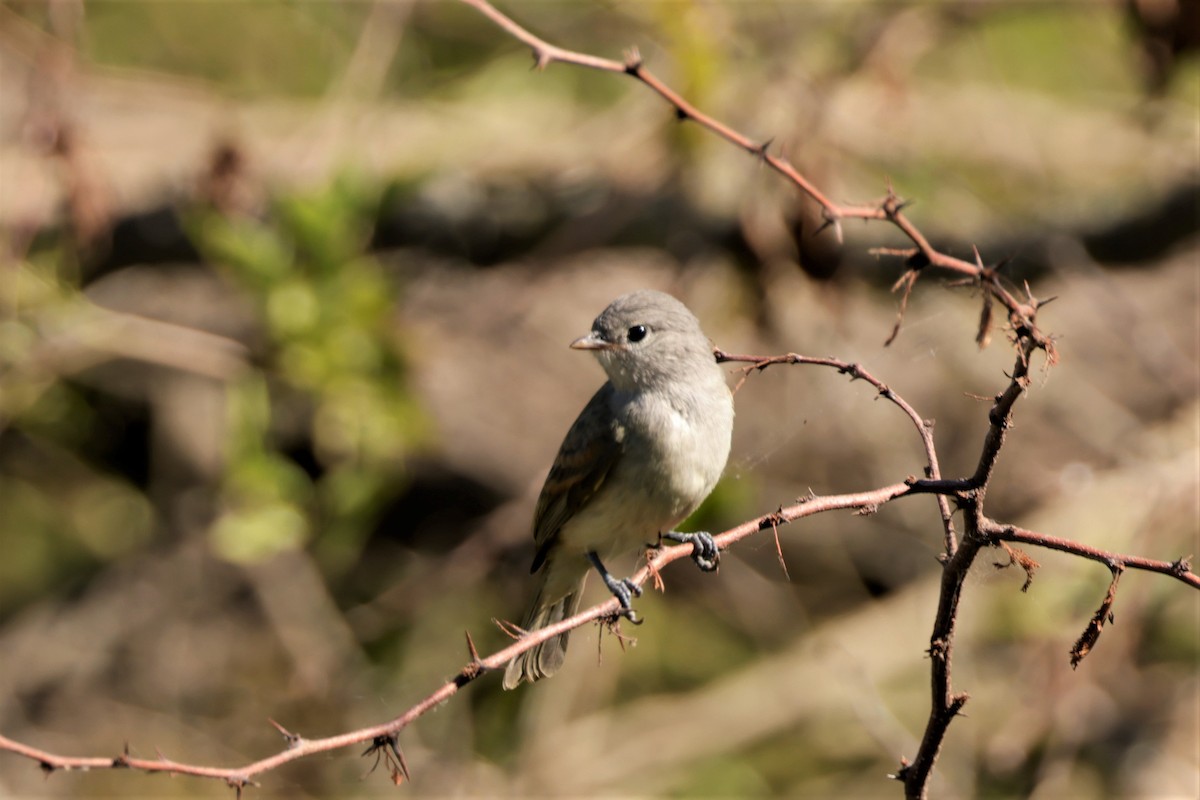 Southern Beardless-Tyrannulet - ML627729636