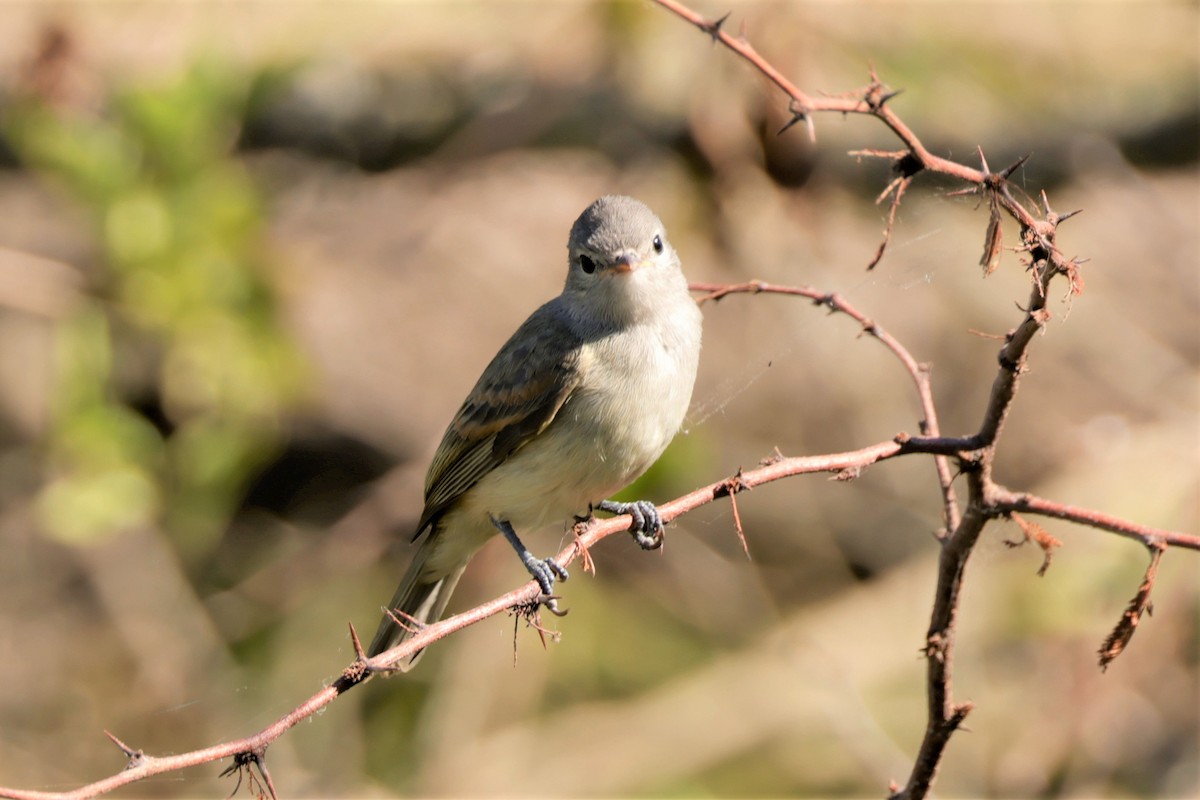 Southern Beardless-Tyrannulet - ML627729637