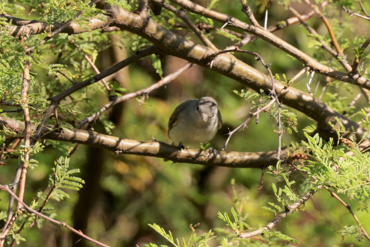 Southern Beardless-Tyrannulet - ML627729638