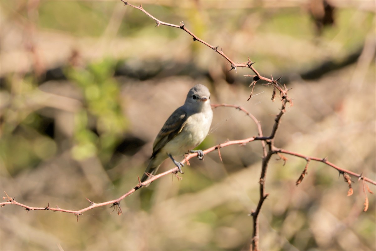 Southern Beardless-Tyrannulet - ML627729639