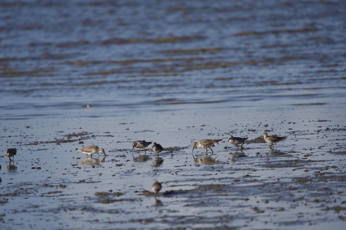 Gray-tailed Tattler - ML627729676