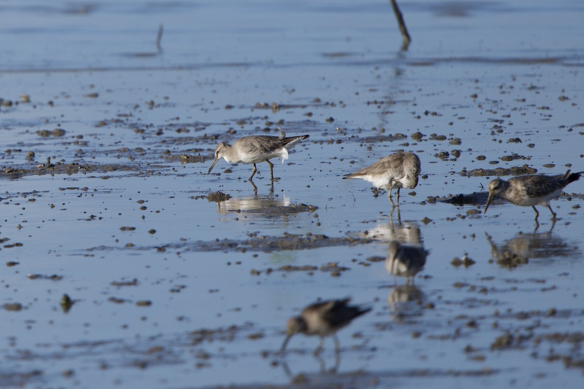 Gray-tailed Tattler - ML627729677