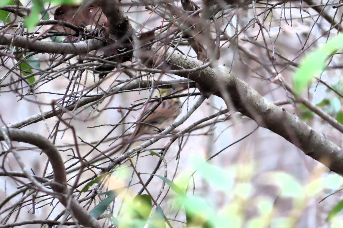 Henslow's Sparrow - ML627729711