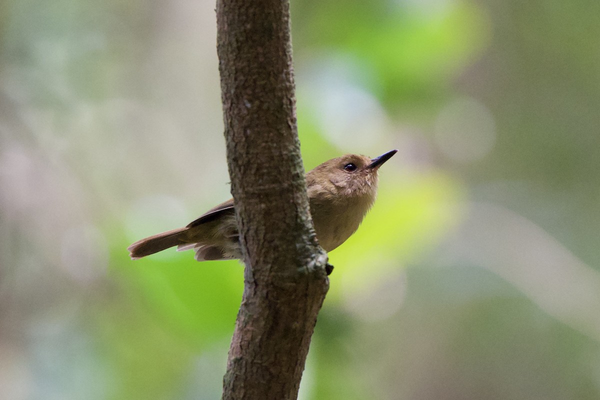 Atherton Scrubwren - ML627729779