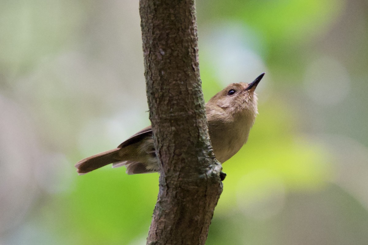 Atherton Scrubwren - ML627729780